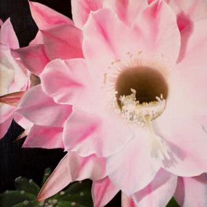 Artinuum Academy | Aquarell, Bleistift, Coaching, Kohle, Kreide, Öl, Zeichnen Artinuum Academy | Aquarell, Bleistift, Coaching, Kohle, Kreide, Öl, Zeichnen